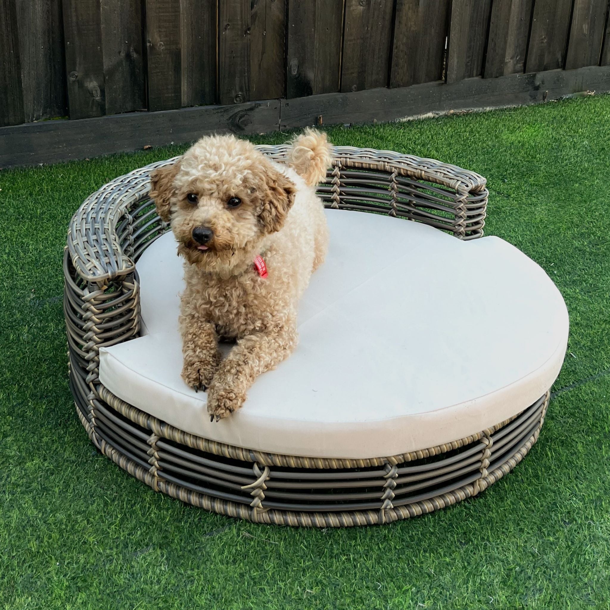 Wicker cat hot sale bed australia